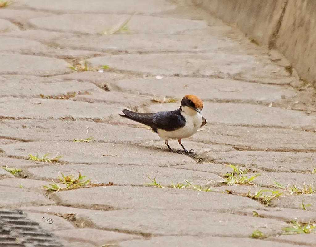 线尾燕(Hirundo smithii)