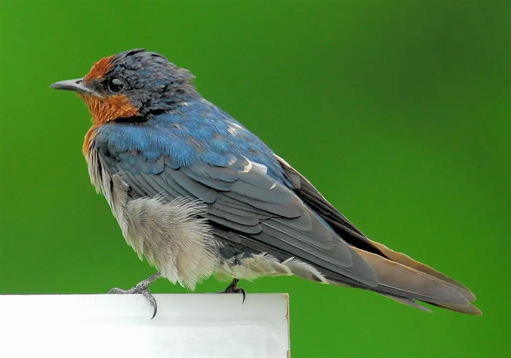塔岛燕(Hirundo tahitica)