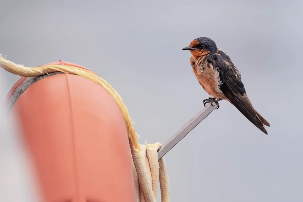 塔岛燕(Hirundo tahitica)