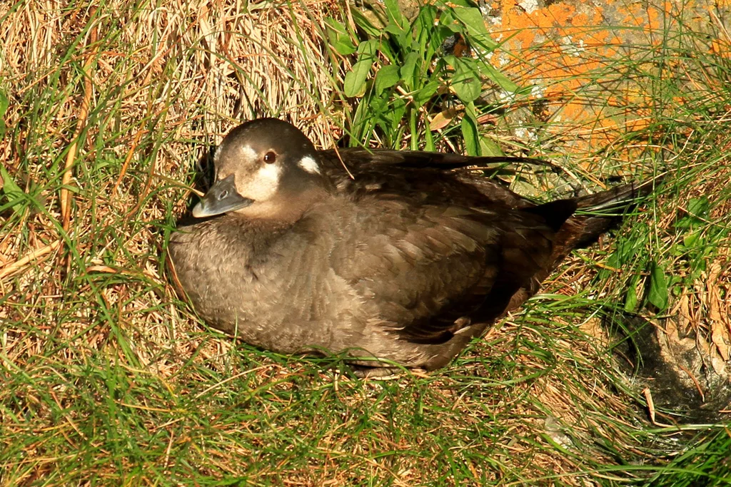 丑鸭(Histrionicus histrionicus)