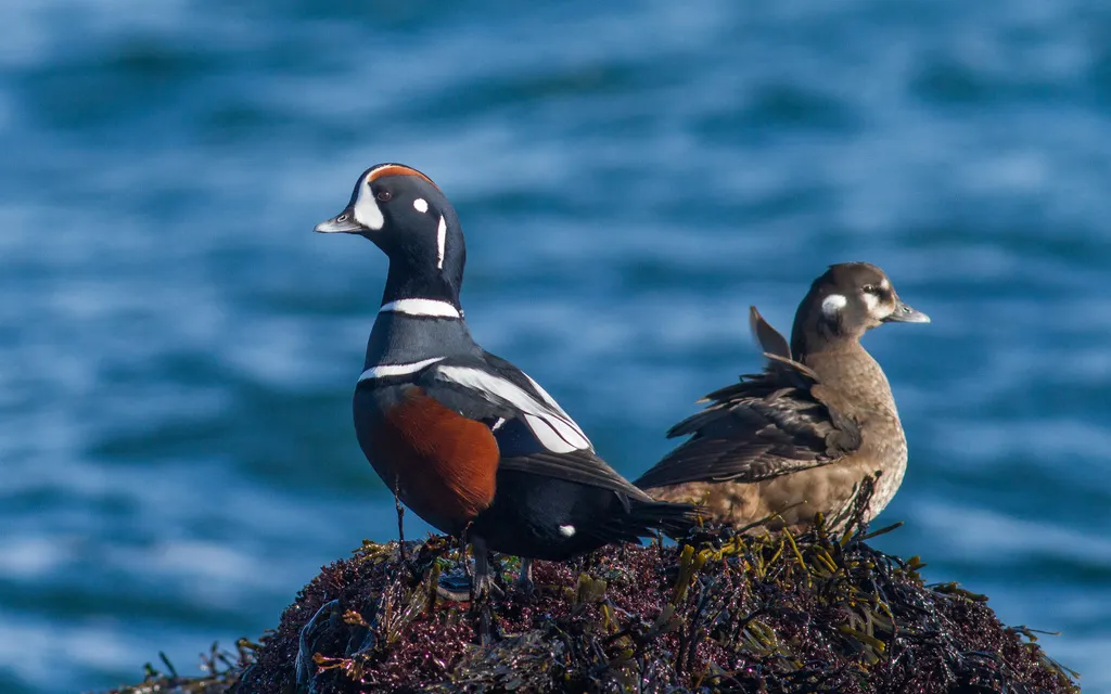 丑鸭(Histrionicus histrionicus)