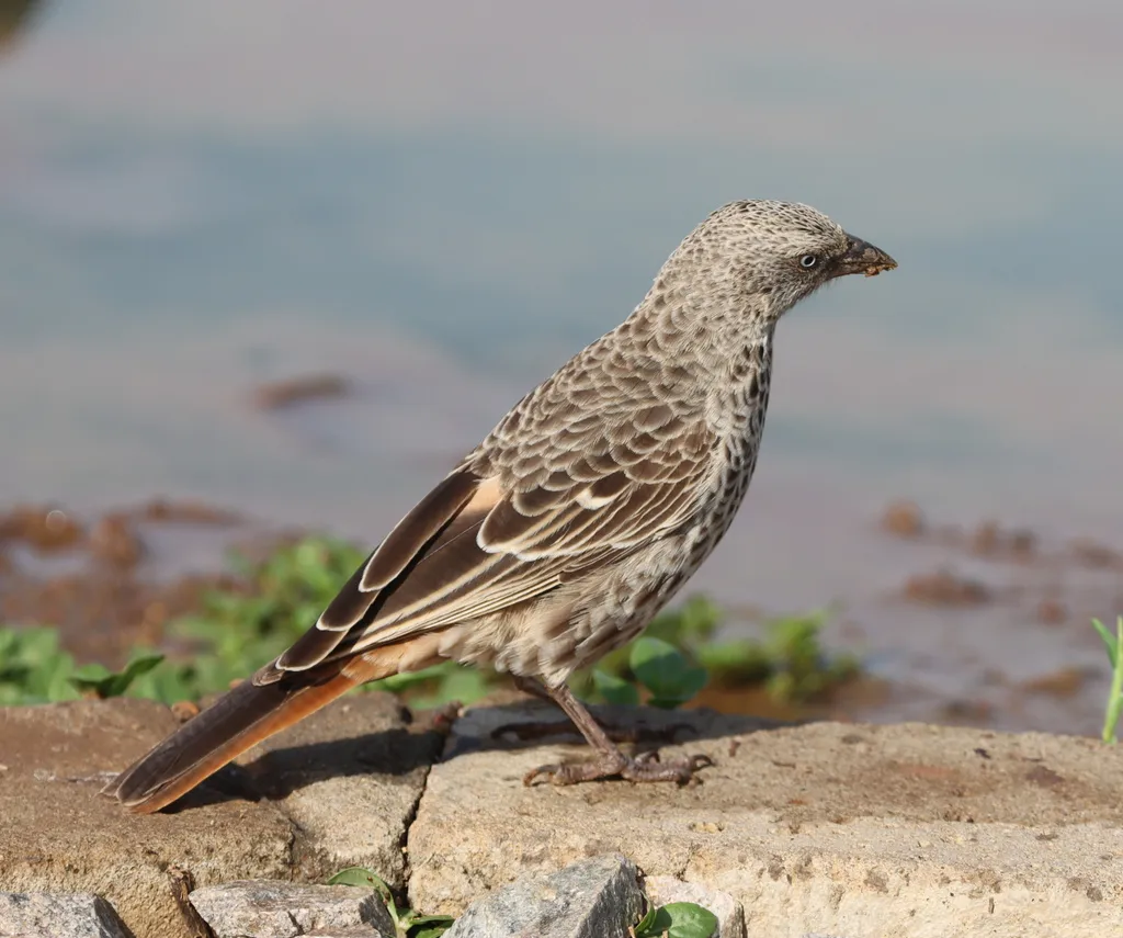 棕尾织雀(Histurgops ruficauda)