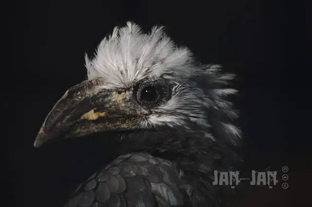 西白冠弯嘴犀鸟（Horizocerus albocristatus）