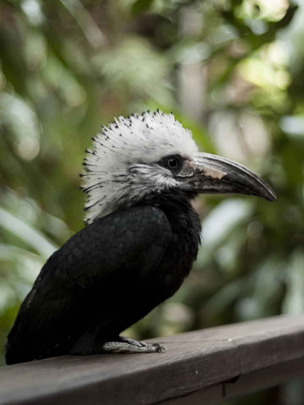 西白冠弯嘴犀鸟（Horizocerus albocristatus）