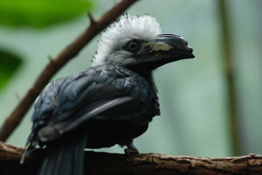 西白冠弯嘴犀鸟（Horizocerus albocristatus）