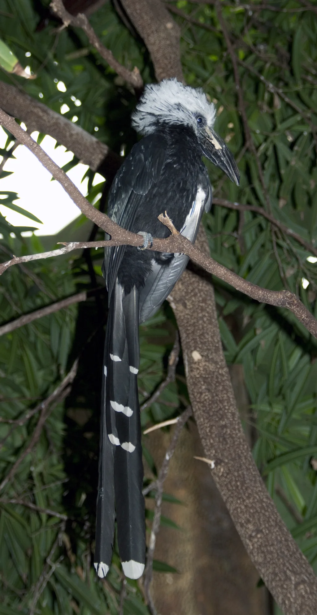 西白冠弯嘴犀鸟（Horizocerus albocristatus）