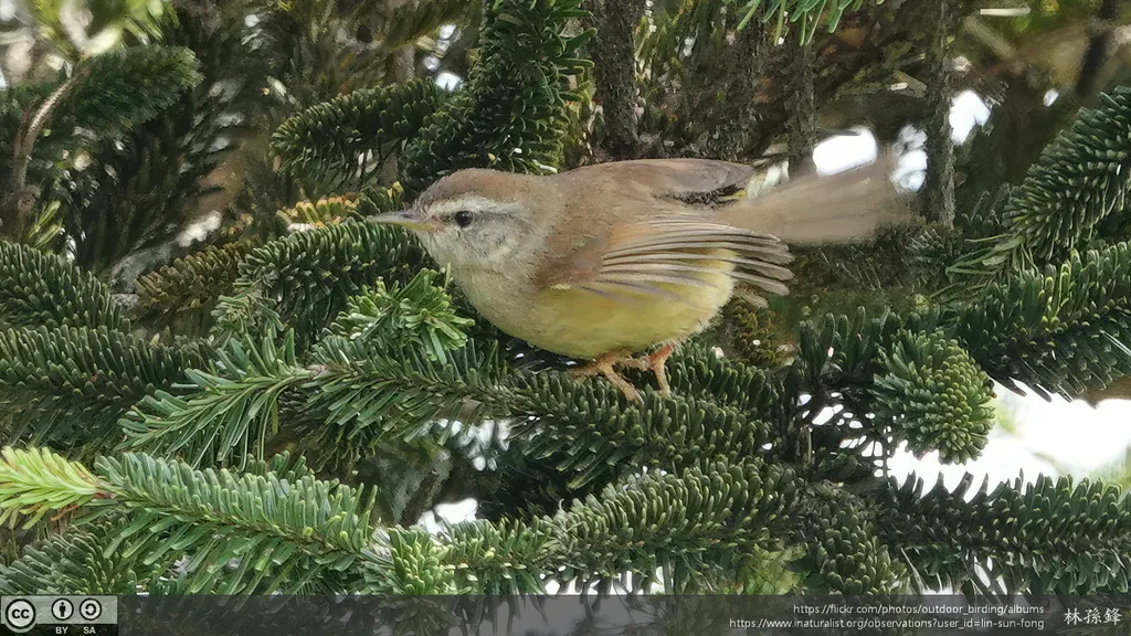 黄腹树莺（Horornis acanthizoides）