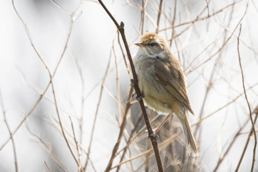 远东树莺(Horornis canturians)