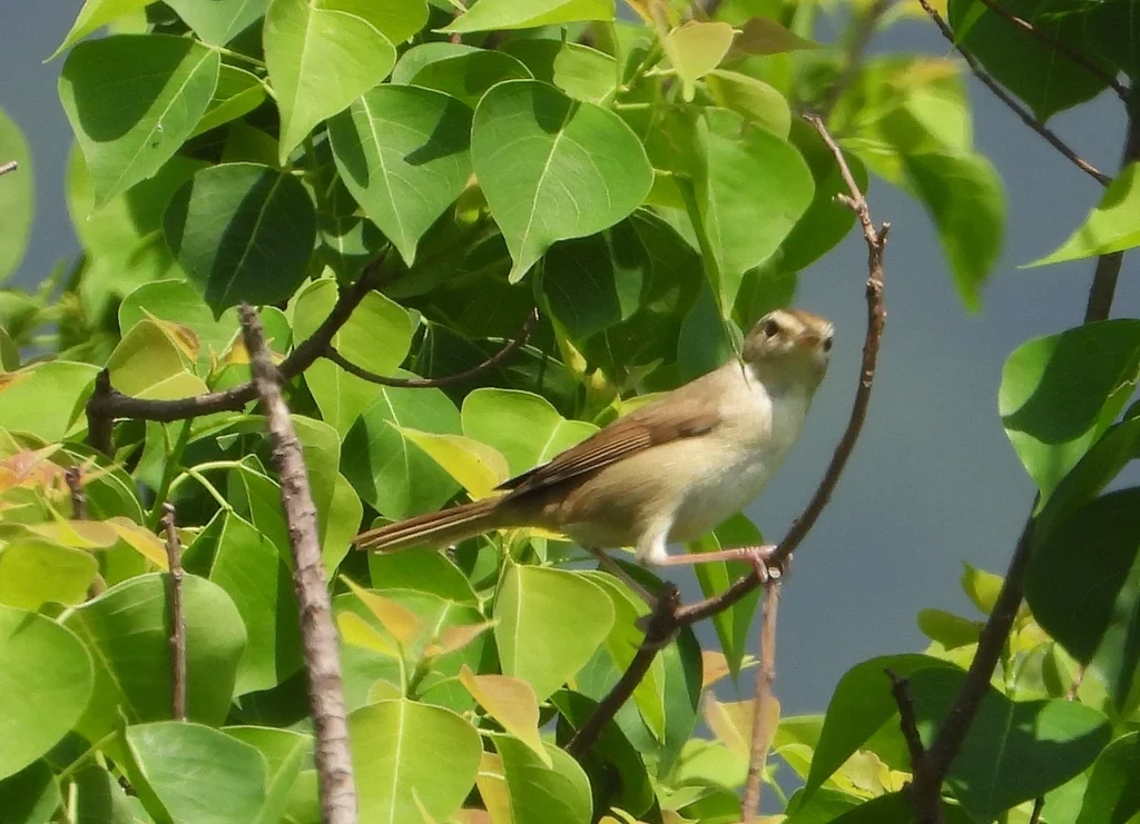 远东树莺(Horornis canturians)