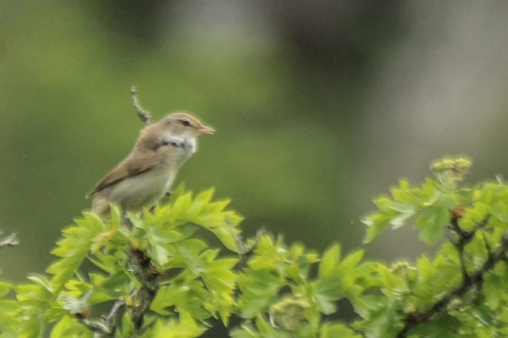 远东树莺(Horornis canturians)