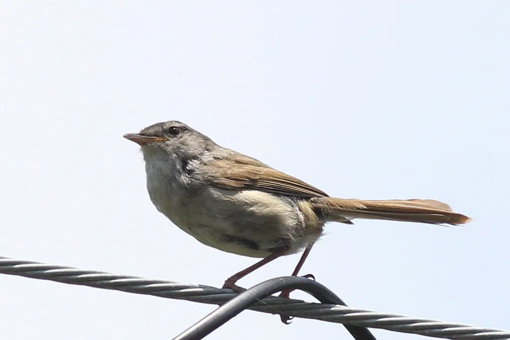 日本树莺(Horornis diphone)