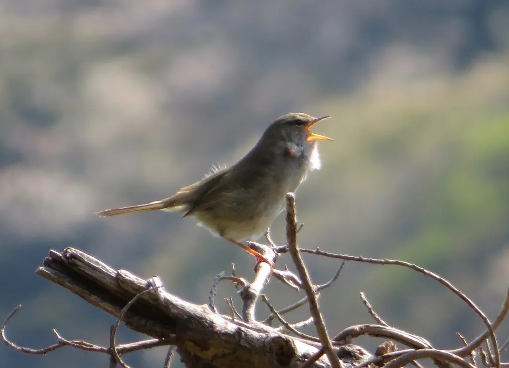 日本树莺(Horornis diphone)
