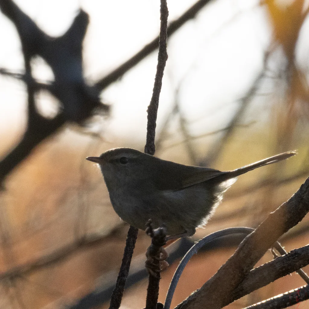 日本树莺(Horornis diphone)