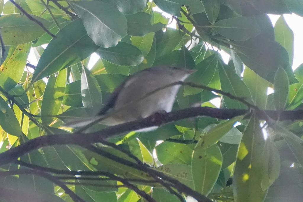 日本树莺(Horornis diphone)