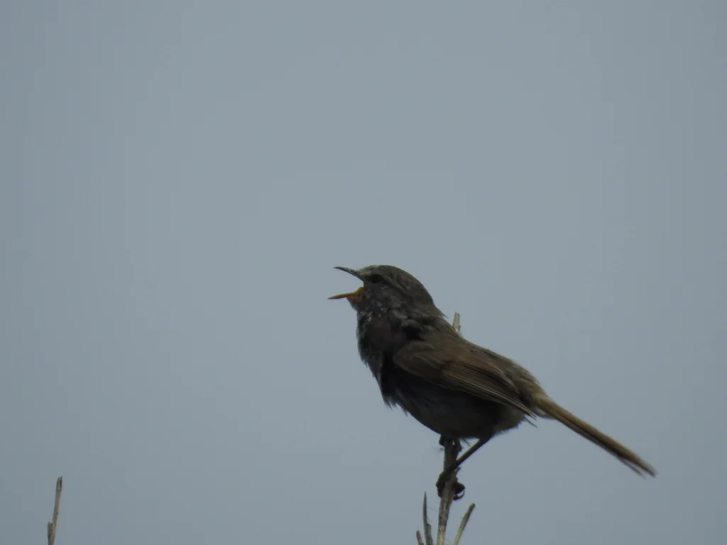 日本树莺(Horornis diphone)