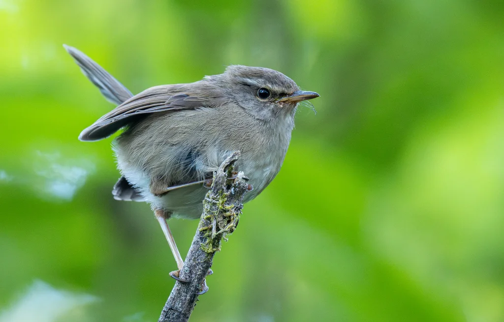 异色树莺(Horornis flavolivaceus)