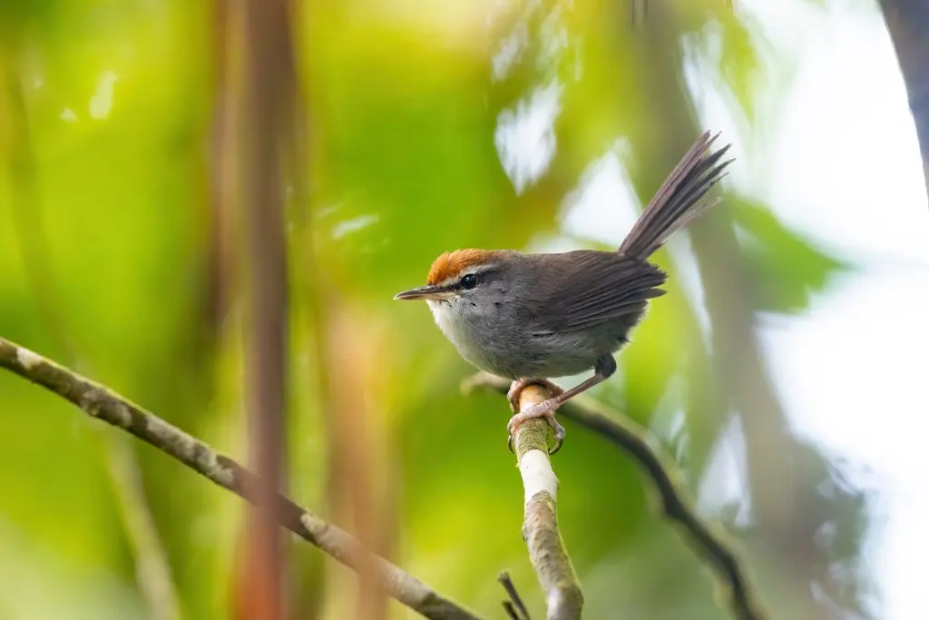 斐济树莺(Horornis ruficapilla)