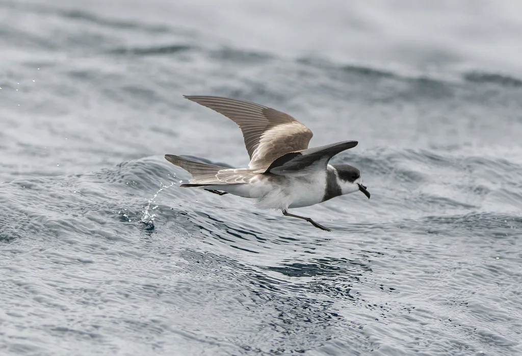 环叉尾海燕(Hydrobates hornbyi)
