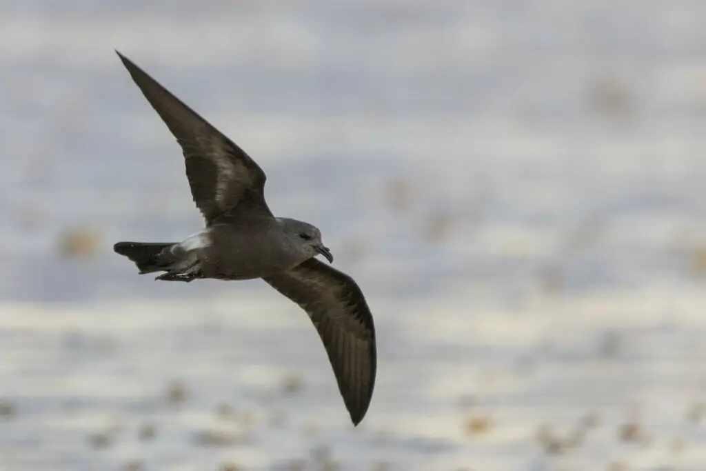 白腰叉尾海燕(Hydrobates leucorhous)
