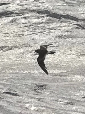 白腰叉尾海燕(Hydrobates leucorhous)