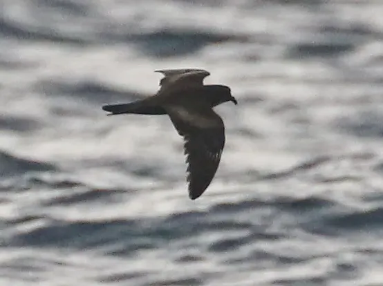 黑叉尾海燕(Hydrobates monorhis)