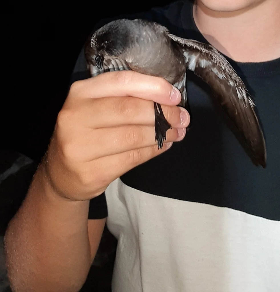 暴风海燕(Hydrobates pelagicus)
