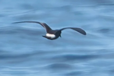 汤氏叉尾海燕