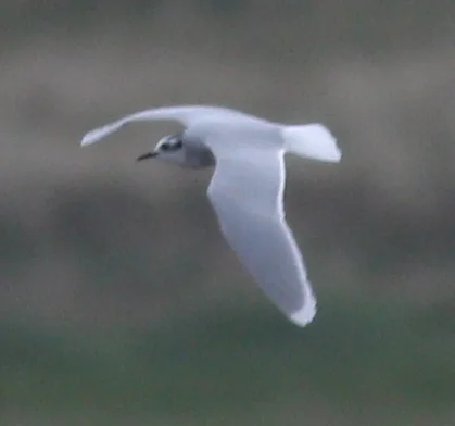 小鸥(Hydrocoloeus minutus)
