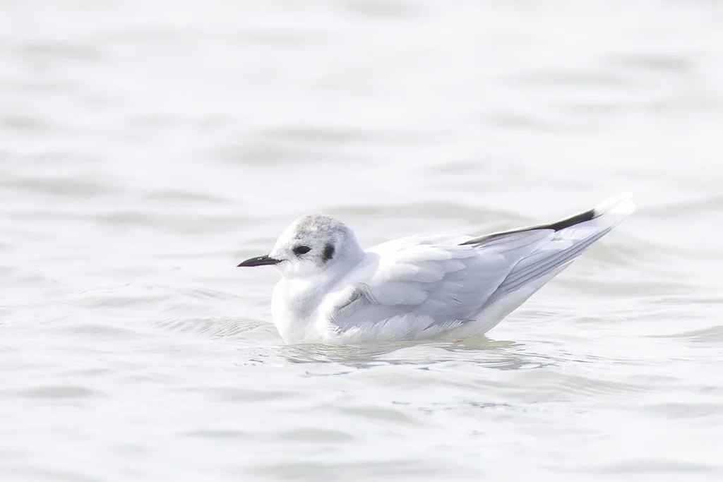 小鸥(Hydrocoloeus minutus)