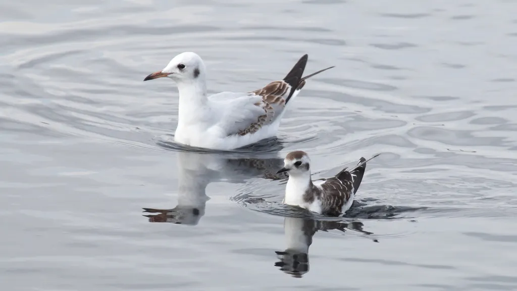 小鸥(Hydrocoloeus minutus)