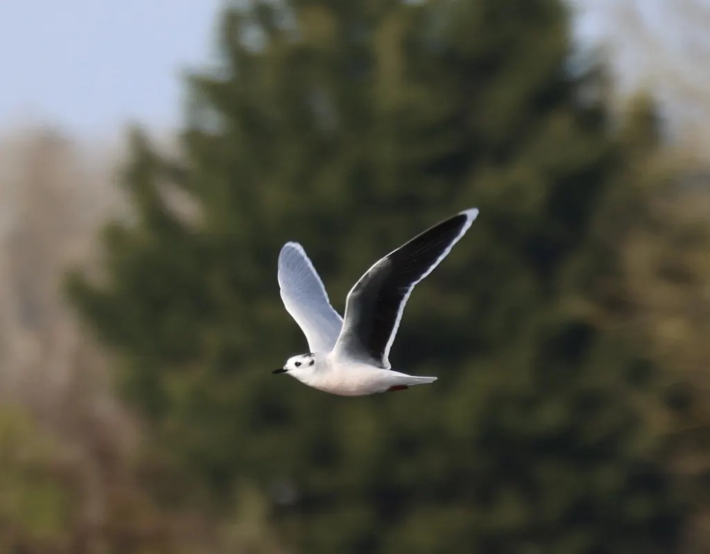 小鸥(Hydrocoloeus minutus)