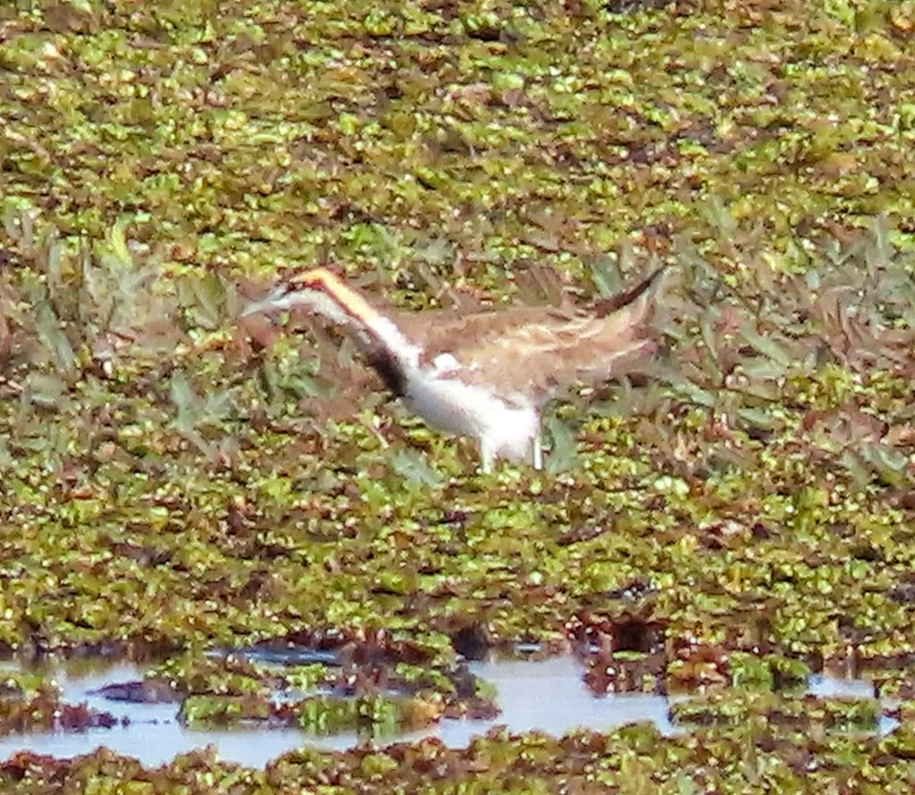 水雉(Hydrophasianus chirurgus)