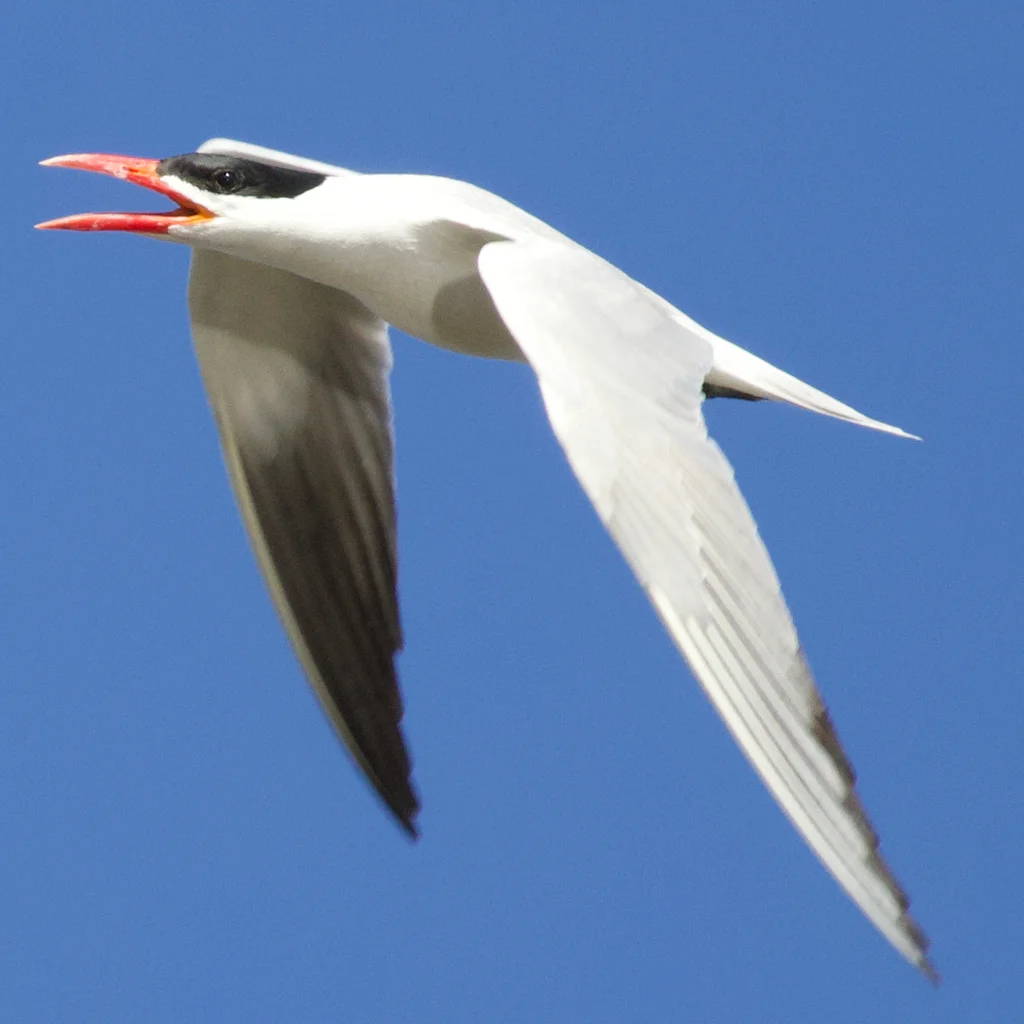 红嘴巨燕鸥(Hydroprogne caspia)