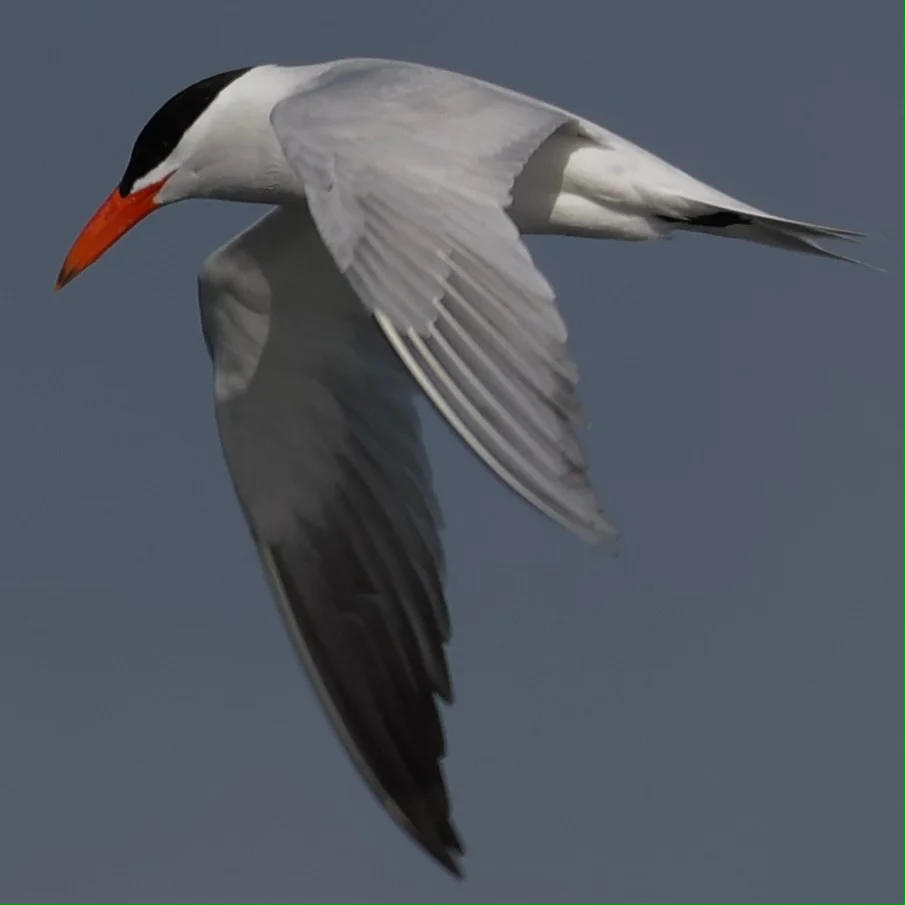 红嘴巨燕鸥(Hydroprogne caspia)