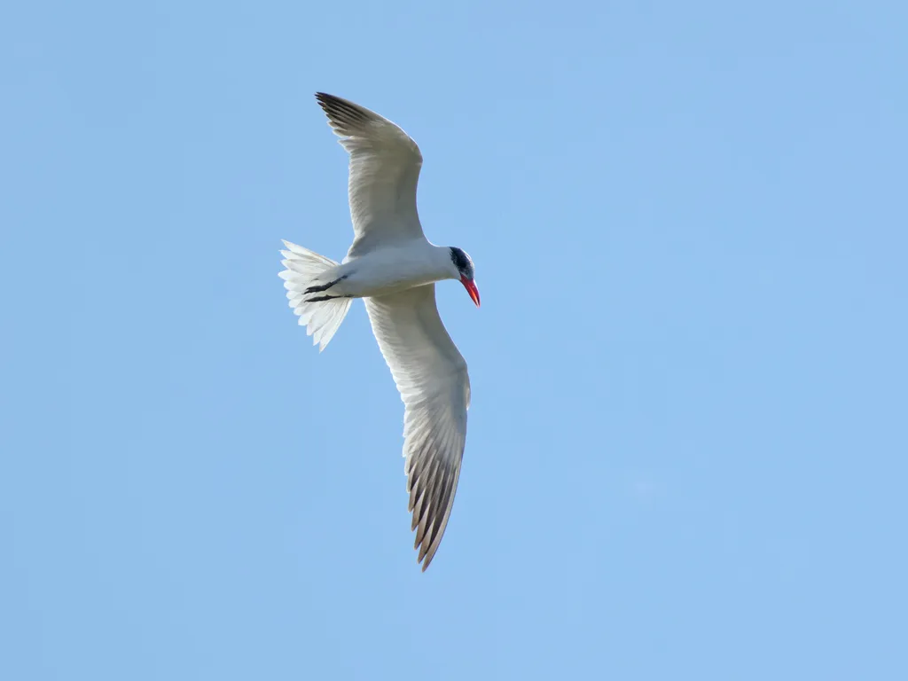 红嘴巨燕鸥(Hydroprogne caspia)