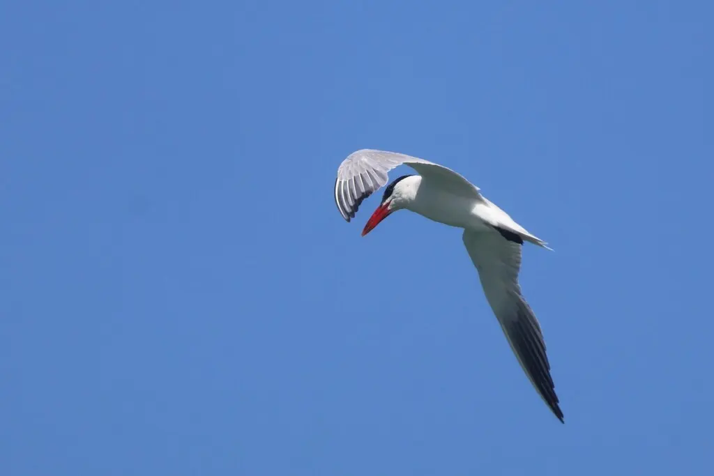 红嘴巨燕鸥(Hydroprogne caspia)