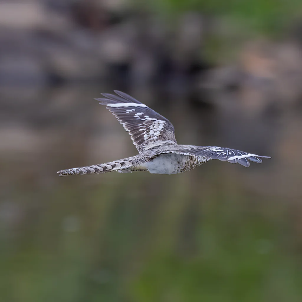 梯尾夜鹰(Hydropsalis climacocerca)