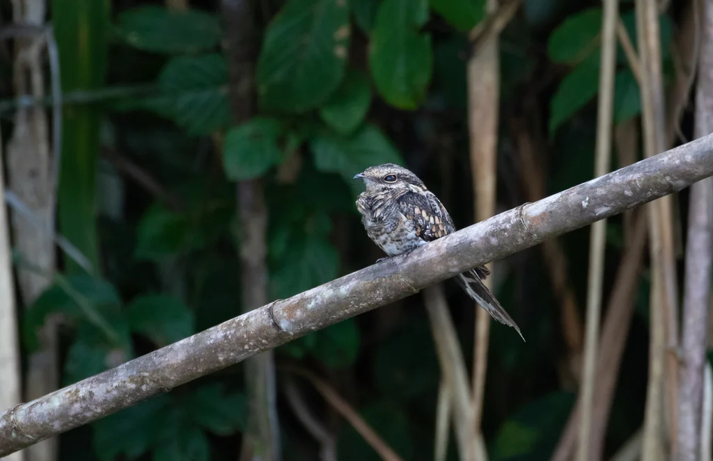 梯尾夜鹰(Hydropsalis climacocerca)