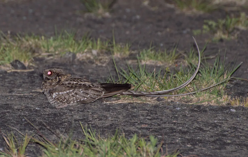 剪尾夜鹰(Hydropsalis torquata)