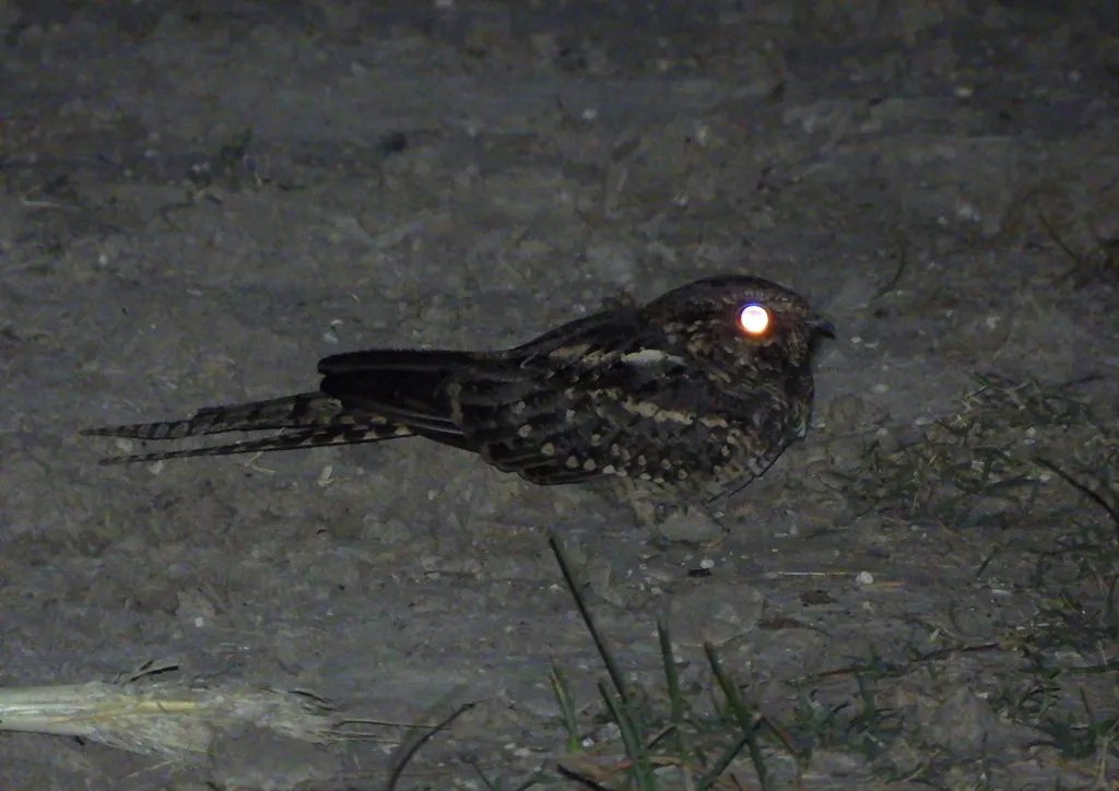 剪尾夜鹰(Hydropsalis torquata)