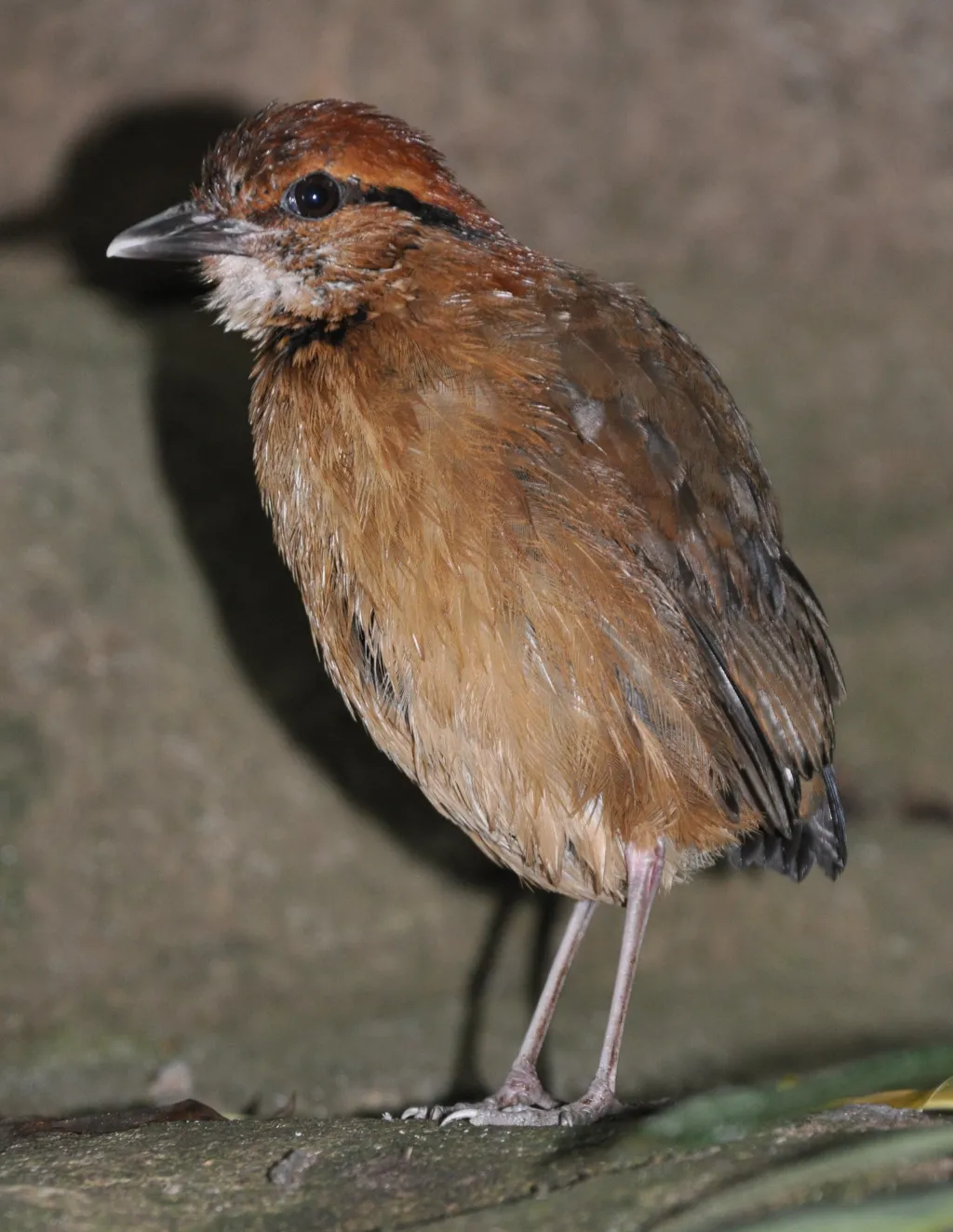 大蓝八色鸫(Hydrornis caeruleus)