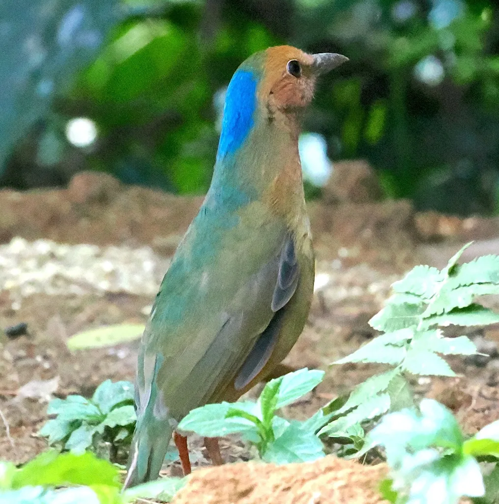 蓝枕八色鸫(Hydrornis nipalensis)
