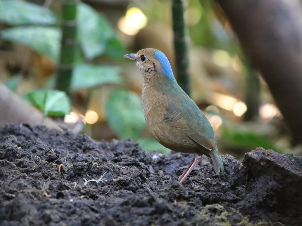 蓝枕八色鸫(Hydrornis nipalensis)