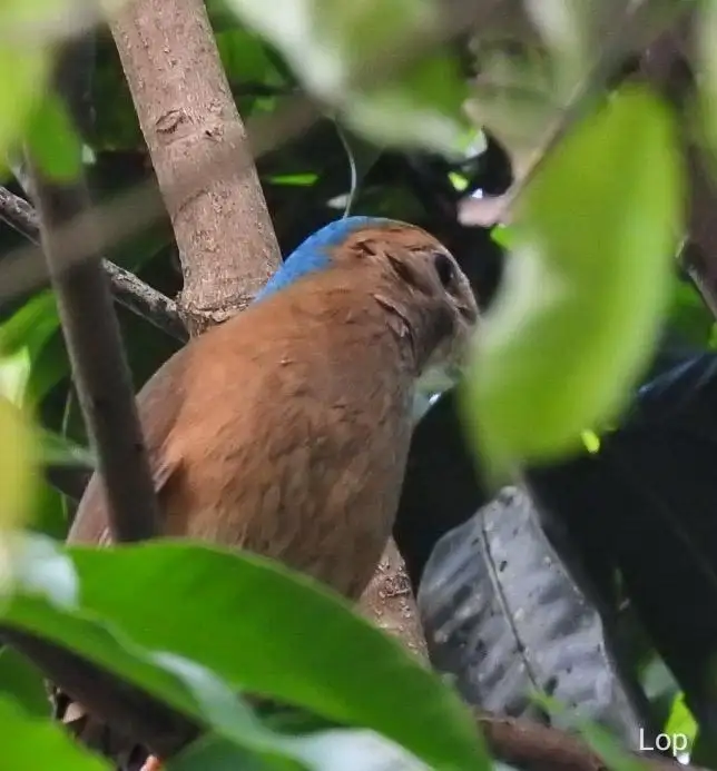 蓝枕八色鸫(Hydrornis nipalensis)
