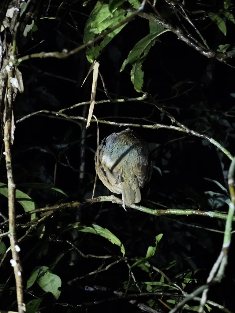 蓝背八色鸫(Hydrornis soror)