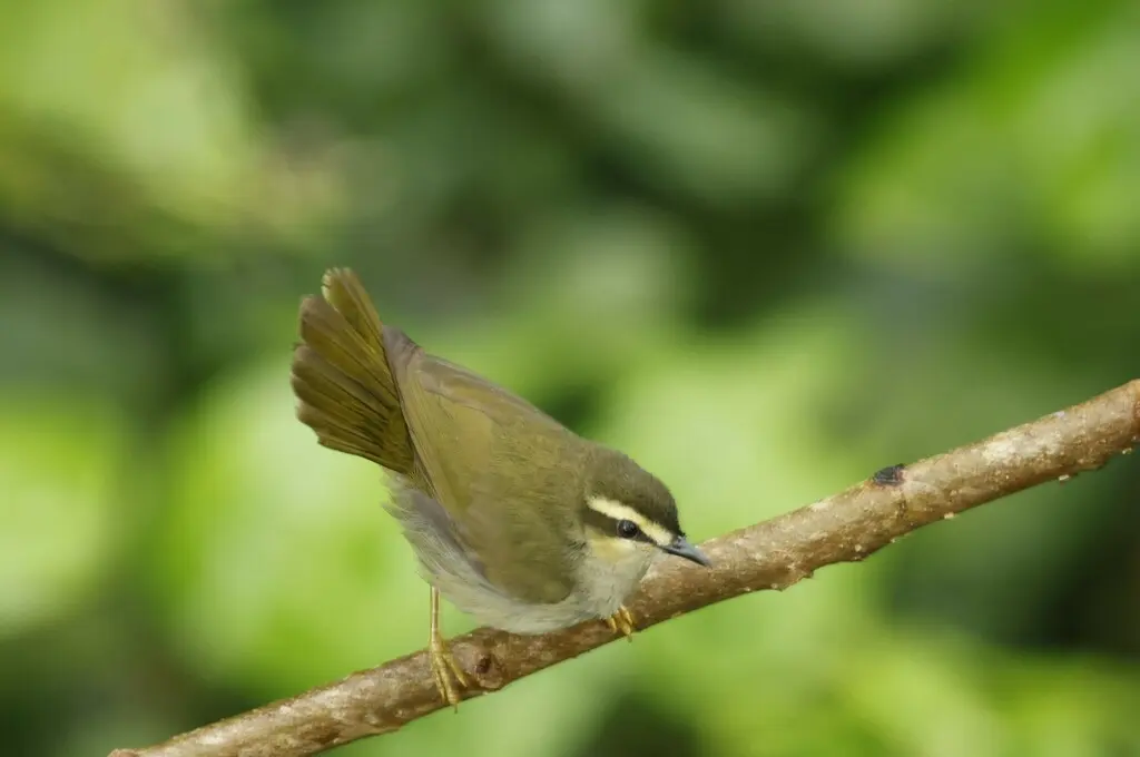 绿莺(Hylia prasina)