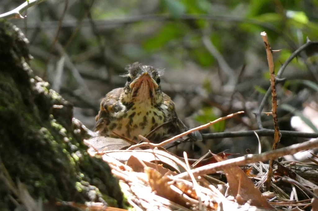 棕林鸫(Hylocichla mustelina)