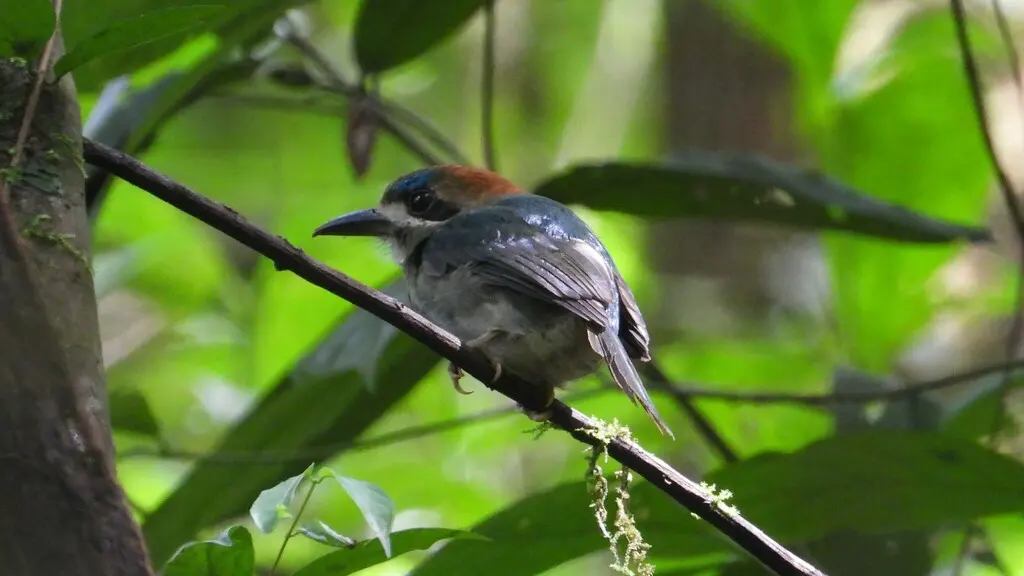 短尾翠鴗(Hylomanes momotula)
