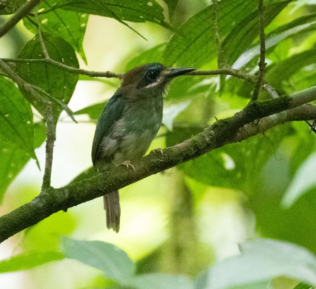 短尾翠鴗(Hylomanes momotula)