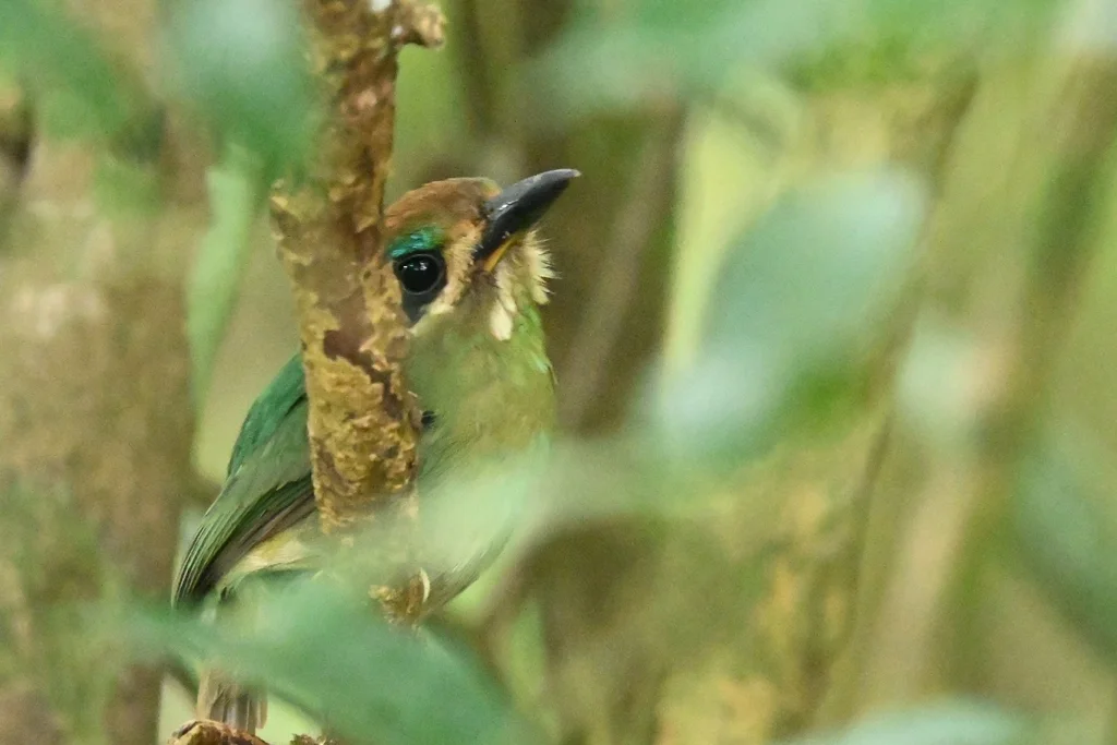 短尾翠鴗(Hylomanes momotula)